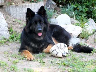 Gira von der Seisenburg | German Shepherd Dog 