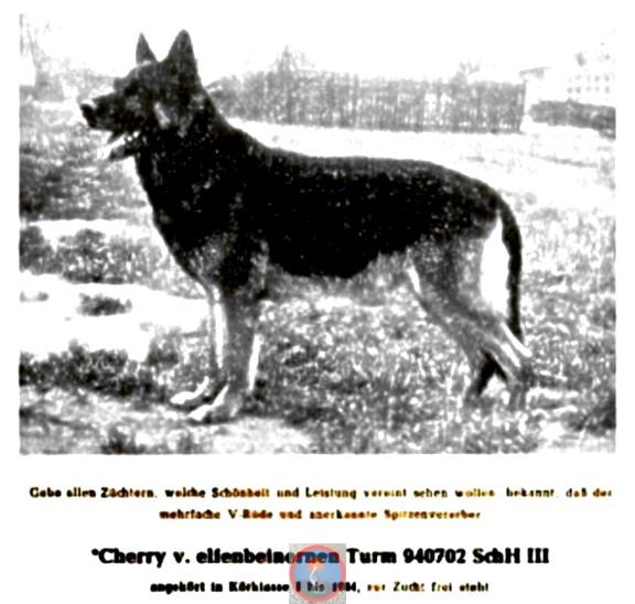 Cherry vom Elfenbeinernen Turm | German Shepherd Dog 