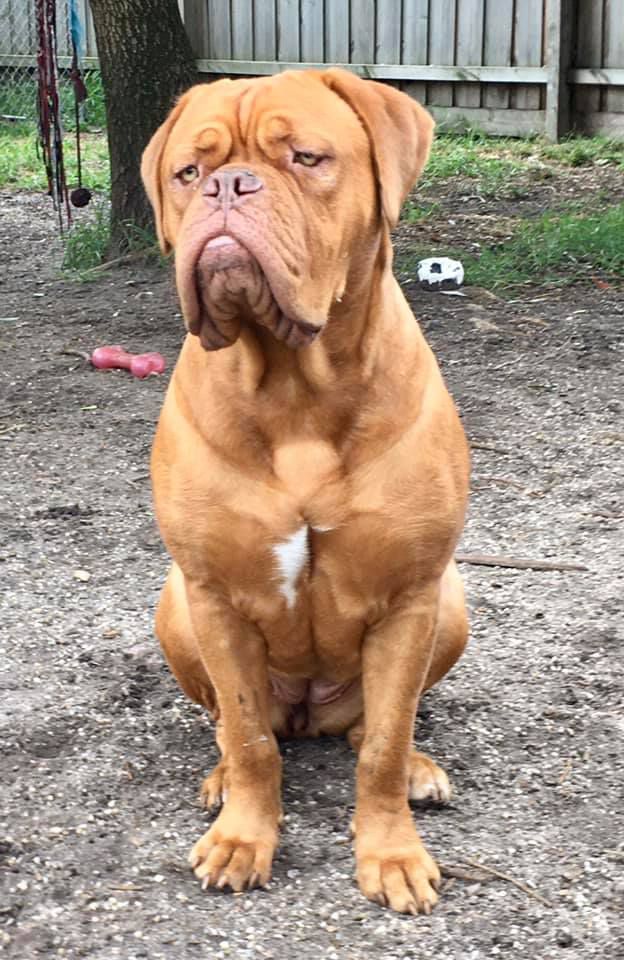 Rosamour Grand Illusion | Dogue de Bordeaux 