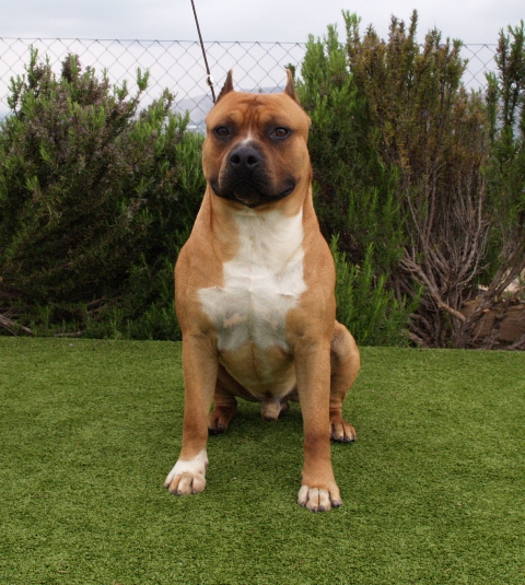 Pernales Dobby | American Staffordshire Terrier 