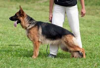 ALINGRAND FORS MIA | German Shepherd Dog 