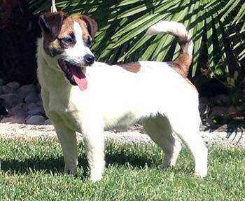 FAVOLOSA FEDERICA DIAMANTE VIOLETTA JACK | Jack Russell Terrier 