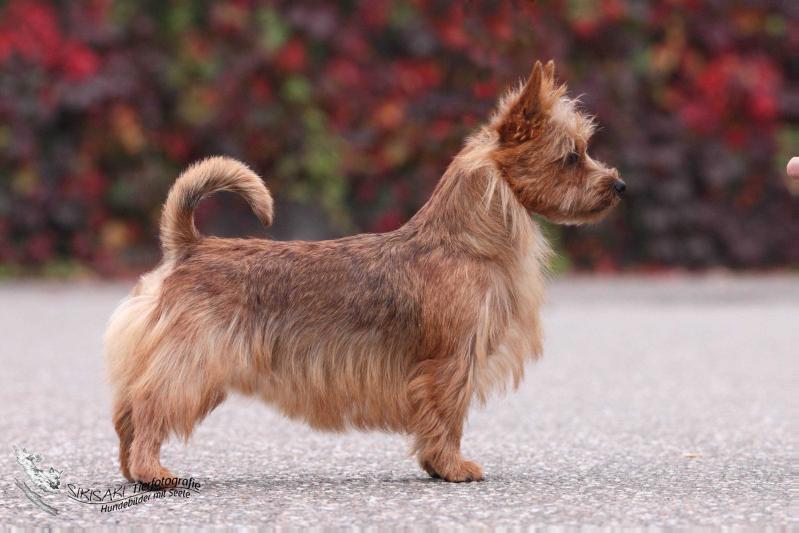 Mongrel's Glenellen | Australian Terrier 