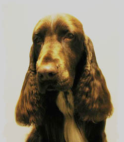 Goloworez Lonely Rider | Field Spaniel 