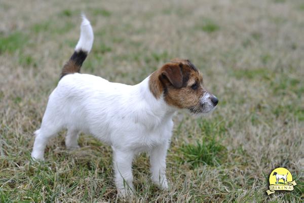 Aikiwa Febetora | Jack Russell Terrier 