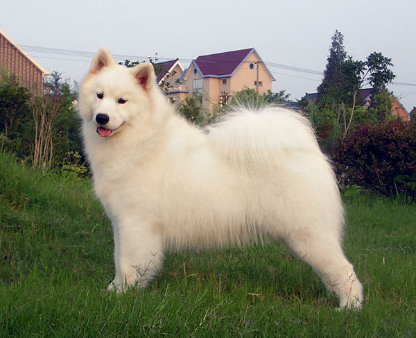 Star Cloud’s Thanks2 China Star | Samoyed 