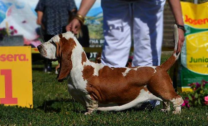 Quantas Napoca Runa | Basset Hound 