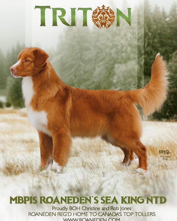 Roaneden's Sea King NTD | Nova Scotia Duck Tolling Retriever 