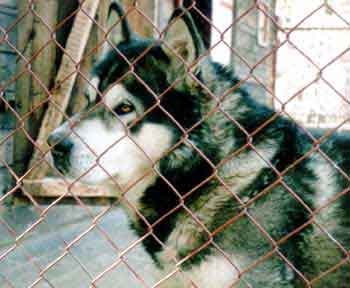 Amaguk Manitoba | Alaskan Malamute 