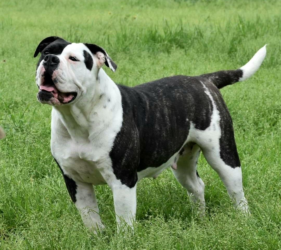 Orbitas Bulldogs' Easy | Olde English Bulldogge 