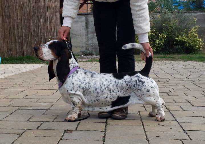 Terra d'Orfili Fedra | Basset Hound 