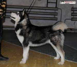 Algys | Alaskan Malamute 