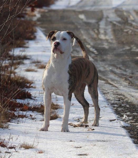 Ferocia's Bungee Jumper | American Bulldog 