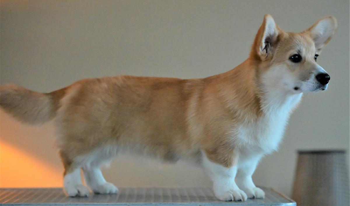 Y Ddraig Goch Wandering Star | Pembroke Welsh Corgi 