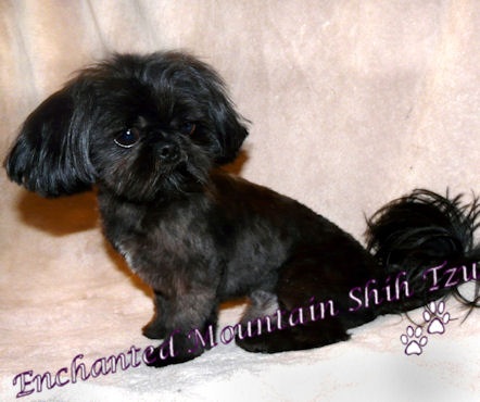 Baby Doll's Rufas Is A Goofus | Shih Tzu 