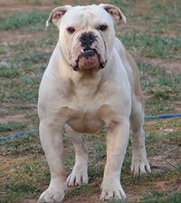 GPZ's Golyith | Olde English Bulldogge 