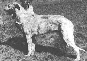 Caio of Eaglescrag | Irish Wolfhound 