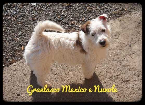 Granlasco Mexico e Nuvole | Jack Russell Terrier 