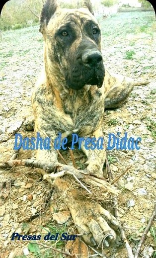 Dasha de Presa Didac | Perro de Presa Canario 
