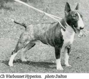 Warbonnet Hyperion | Miniature Bull Terrier 