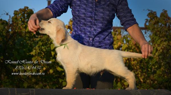 Hunter for Dream Vinchester | Golden Retriever 