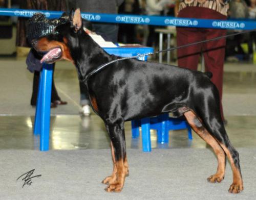 Forsite iz Zoosfery | Black Doberman Pinscher