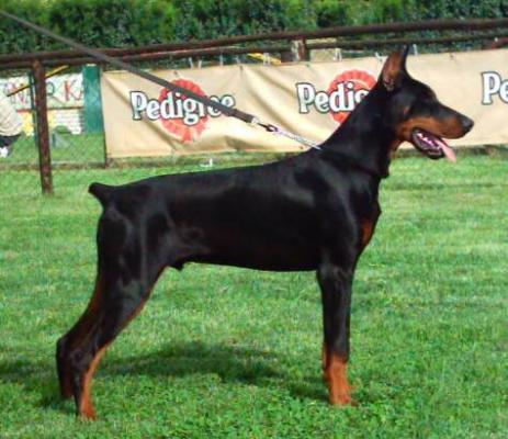 Markus del Canale di Pirro | Black Doberman Pinscher