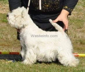 X'Tess Victis | West Highland White Terrier 