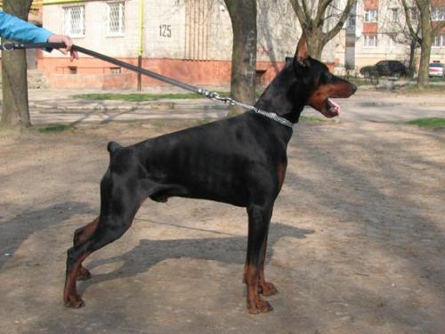 Vito iz Gratsiano | Black Doberman Pinscher