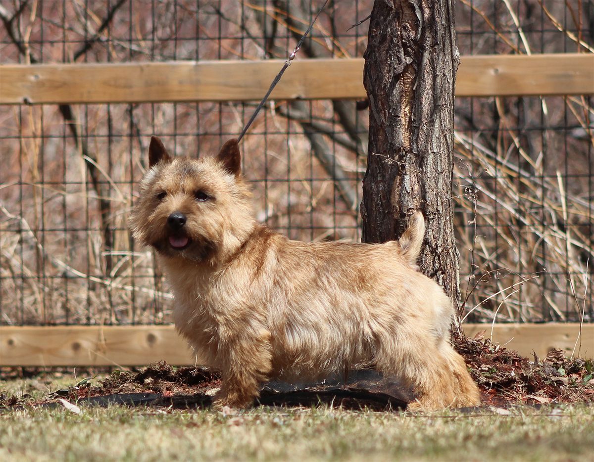 Rexroth's Born to Win | Norwich Terrier 