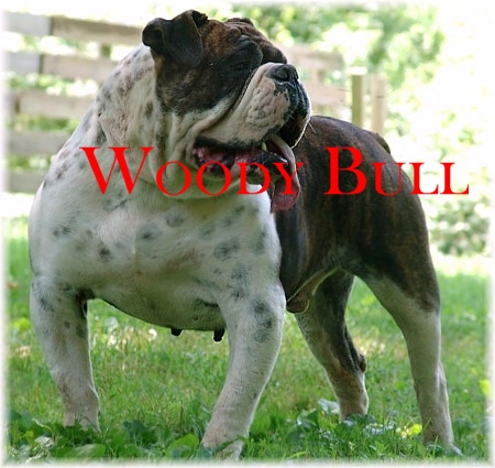 MY Bulldogges Diesel | Olde English Bulldogge 