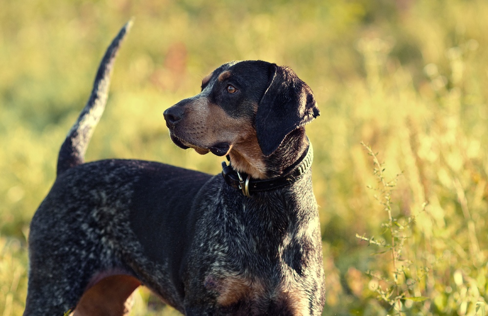 Bluetick Coonhound