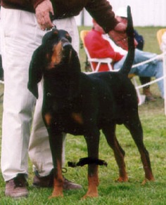 Briarhunt's Dutch Henry Brown | Black and Tan Coonhound 