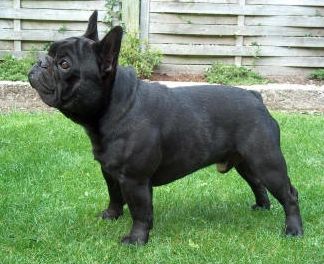 Daulokke'S Roquefort | French Bulldog 