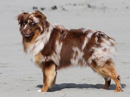 Gearharts ‘O Solo Mio | Australian Shepherd 