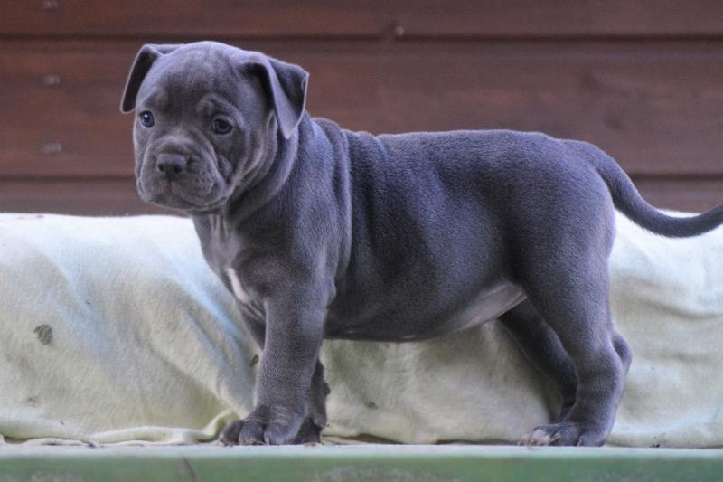 Flinstone Bulls Becky | Olde English Bulldogge 