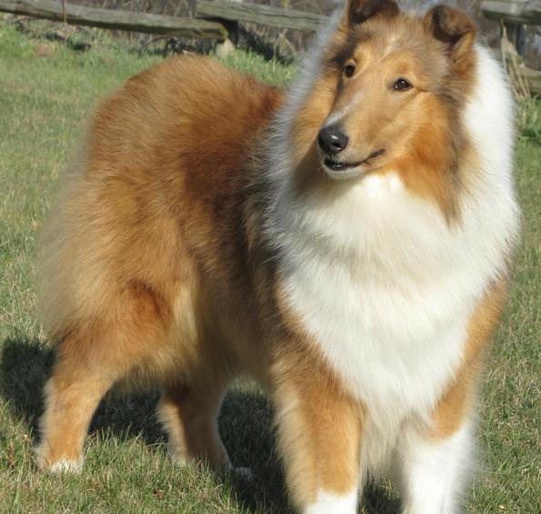 Best Of My Love BlueHarvest | Rough Collie 