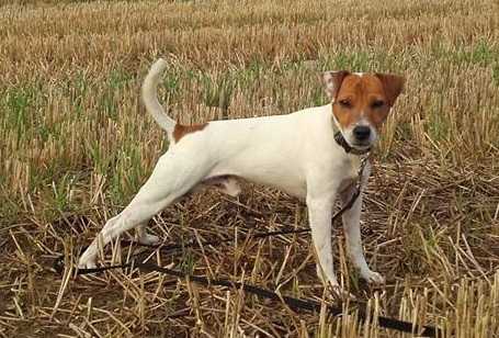Rushden Winter Is Coming | Parson Russell Terrier 