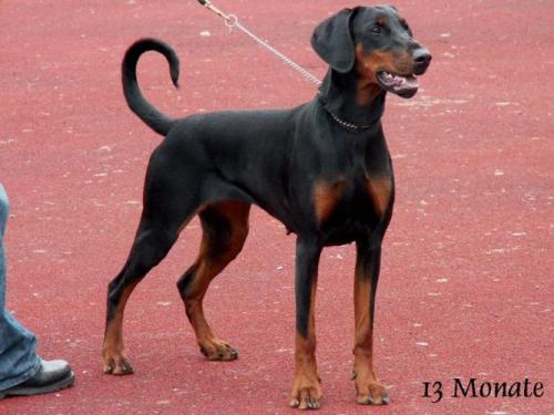 Avanti v. Malaika wa vita | Black Doberman Pinscher