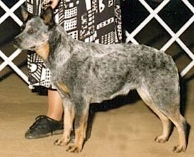 Sageroo Cotton Jenny | Australian Cattle Dog 