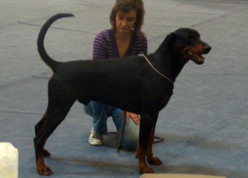 Dusty v.d. Justinenburg | Black Doberman Pinscher