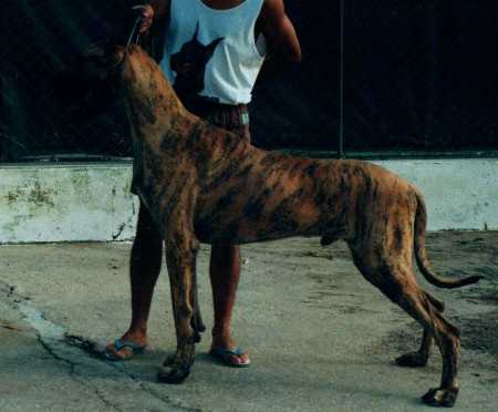 Kwik-Dane Major Lee Lello | Great Dane 