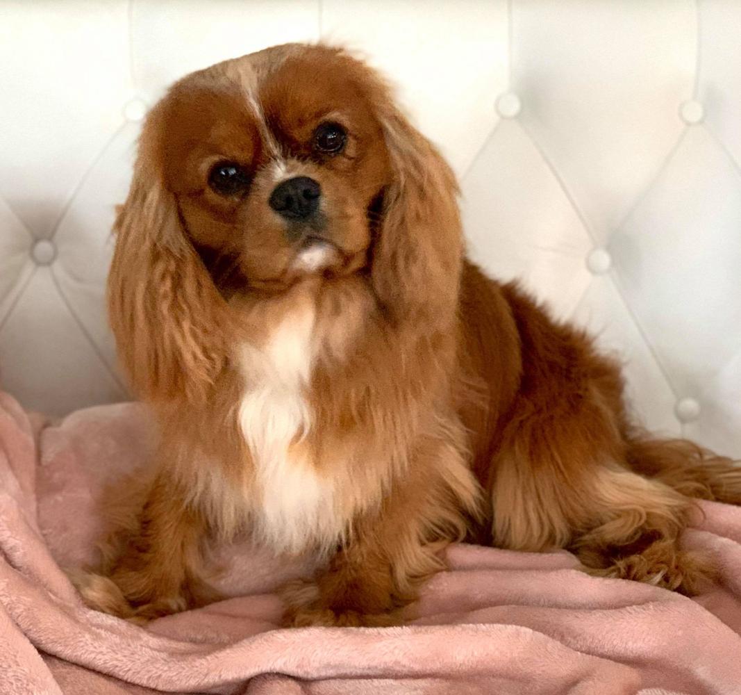 About Red Gentle Star | Cavalier King Charles Spaniel 