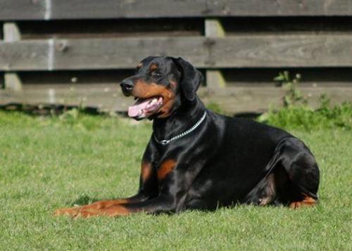 Graaf Yoachim v. Neêrlands Stam | Black Doberman Pinscher