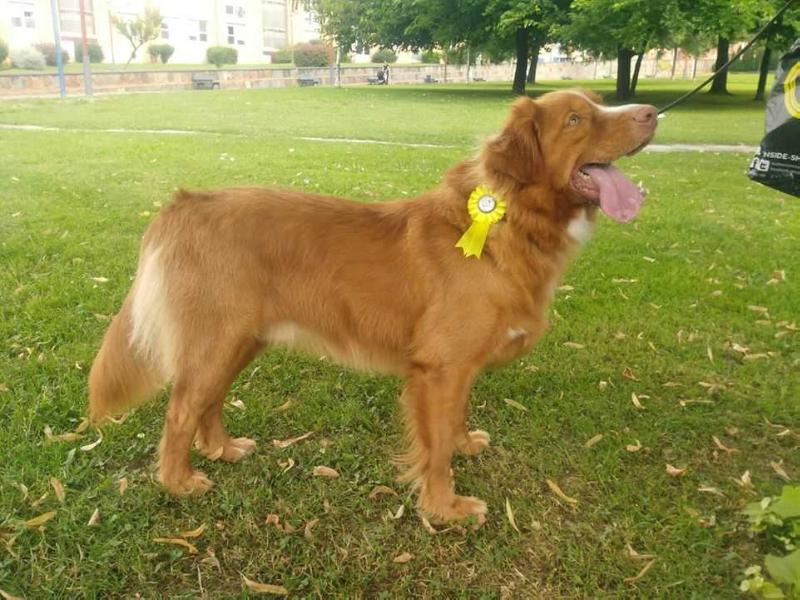 Canis Amicus Kiko | Nova Scotia Duck Tolling Retriever 