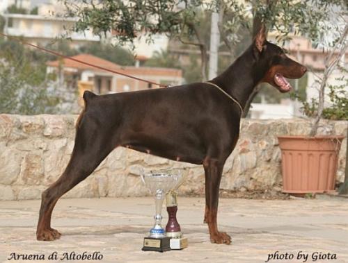 Aruena di Altobello | Brown Doberman Pinscher