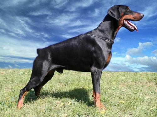 Al'Ferro du Castel Tolosane | Black Doberman Pinscher