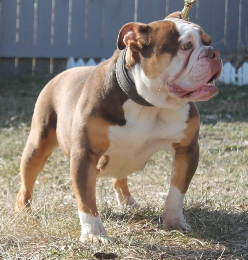 Walkoff Bulldogz/ Hands on Bulldogz Patty | Olde English Bulldogge 