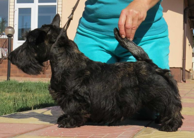 GoAndWin Brave&amp;Save | Scottish Terrier 