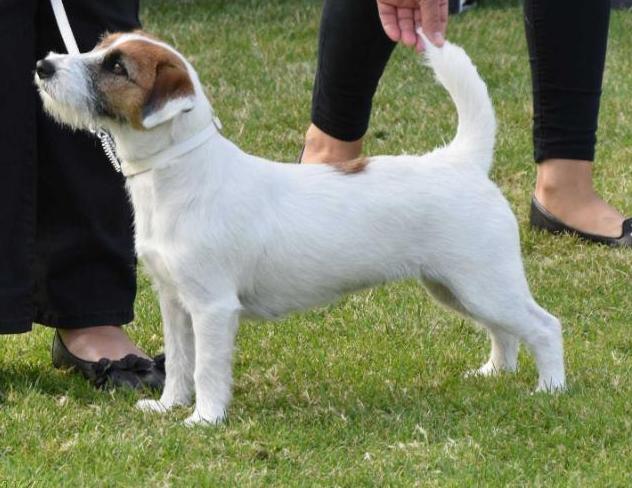 ELLY Biala Sfora | Jack Russell Terrier 